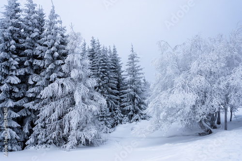 winter landscape with frozen trees