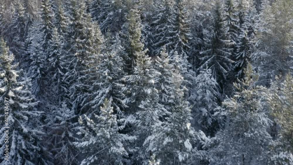 High angle view of taiga forest in winter High angle view of taiga forest in winter