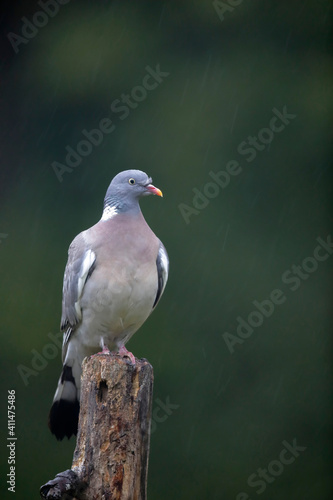 Wood pigeon Columba palumbus sitting on trunk