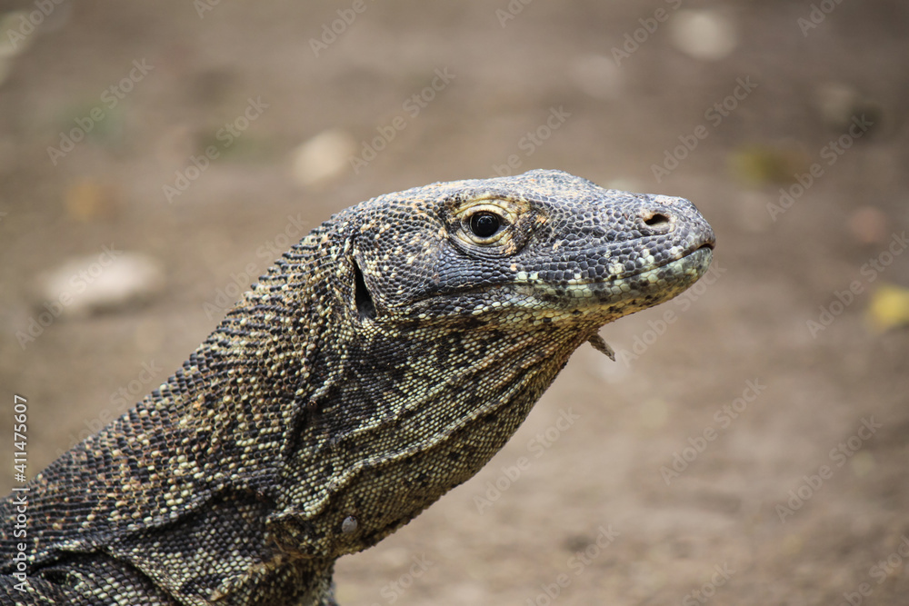 Big varan head on blurry background, comodo dragon Big varan head on blurry background, comodo dragon