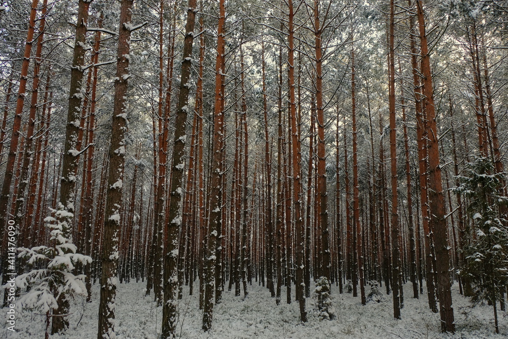 Pine winter forest. Winter forest. Snowfall in Poland.