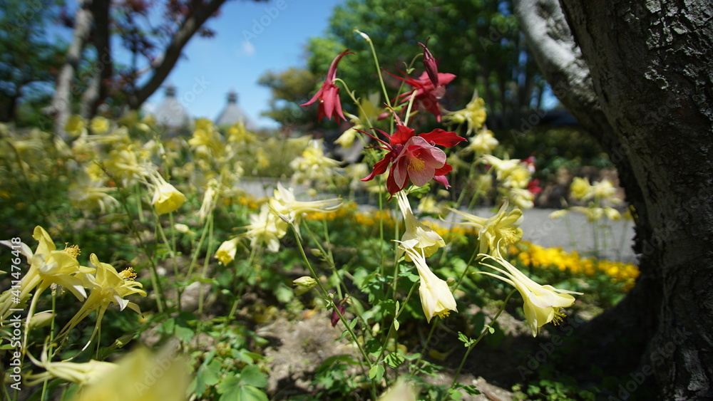 Obraz premium 花畑