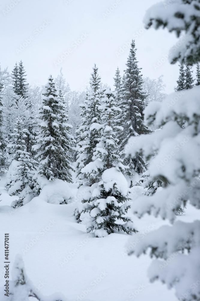snow-covered trees in the forest in winter snow-covered trees in the forest in winter