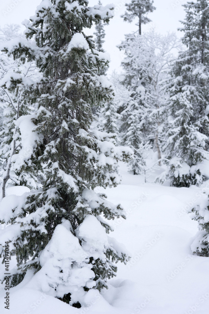 snow-covered trees in the forest in winter snow-covered trees in the forest in winter