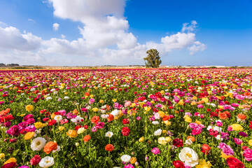 Papier peint photo Établissements de soins Coquelicots rouges au printemps israélien  © Kushnirov Avraham