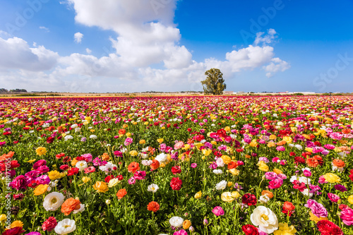 Spring in Israel