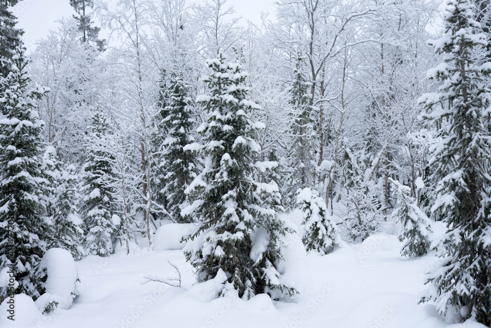snow-covered trees in the forest in winter snow-covered trees in the forest in winter