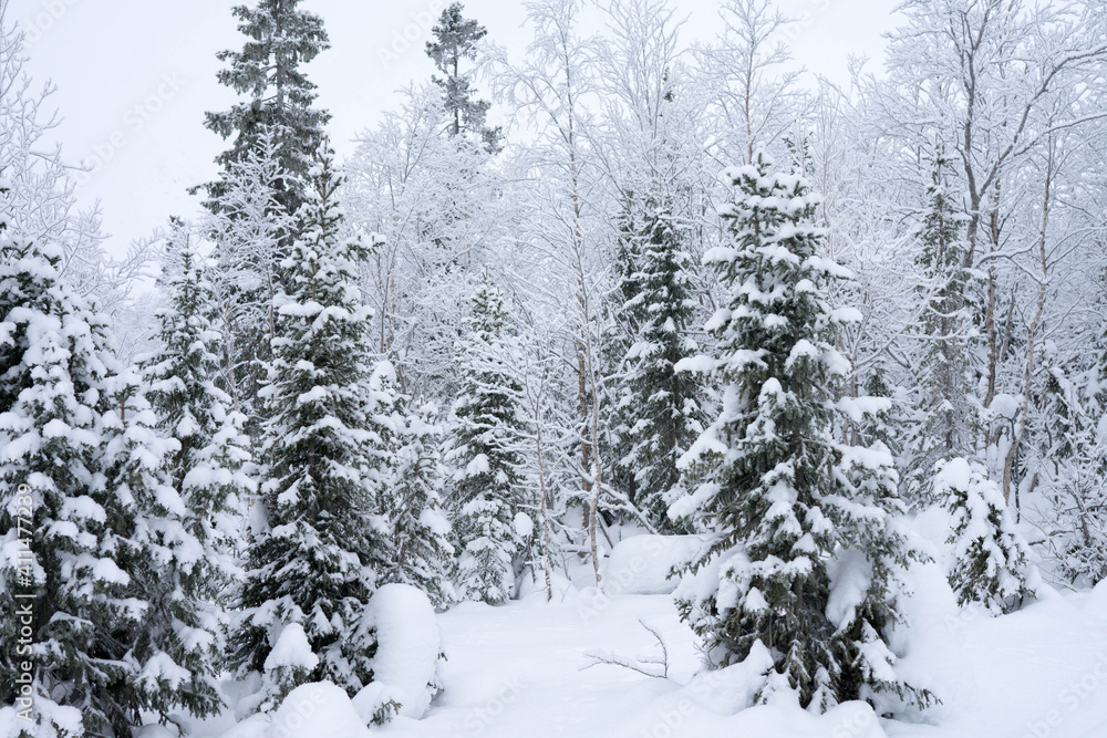 snow-covered trees in the forest in winter snow-covered trees in the forest in winter