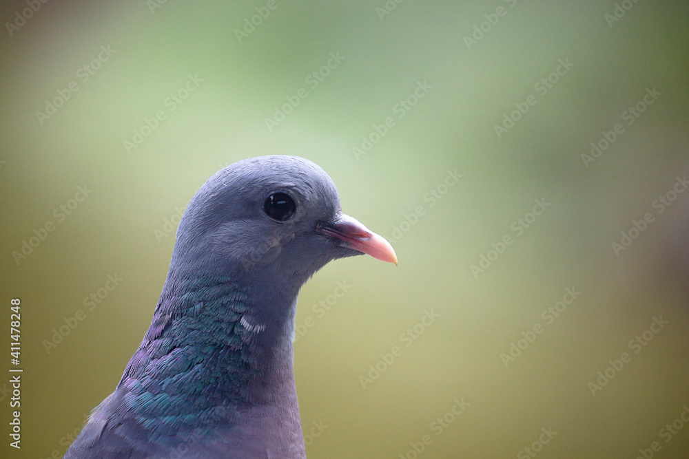 Pigeon colombin au sol en gros plan Pigeon colombin au sol en gros plan