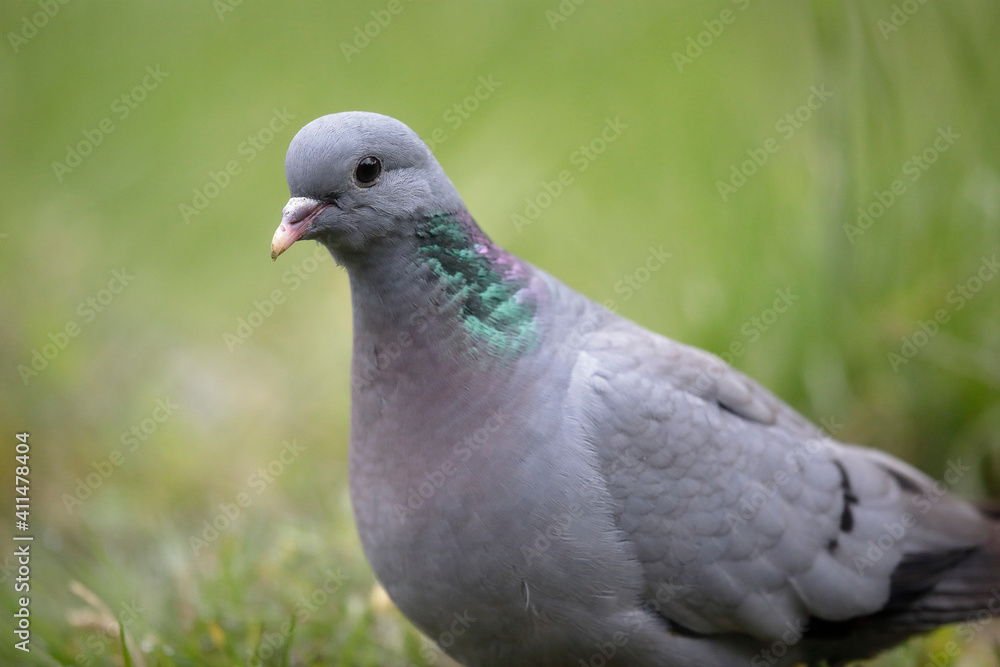 Pigeon colombin au sol en gros plan Pigeon colombin au sol en gros plan