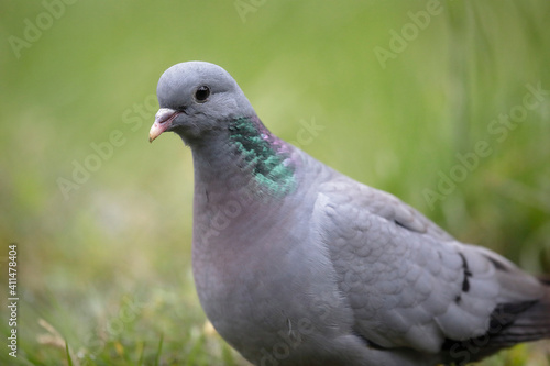 Pigeon colombin au sol en gros plan