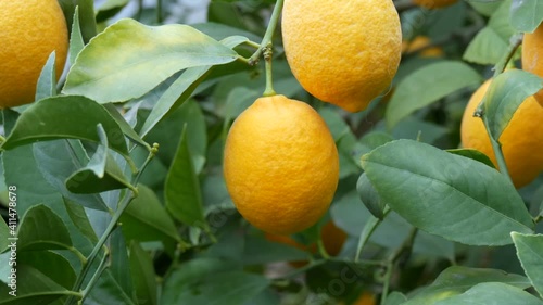 Wallpaper Mural A big quantity of ripe lemons on a lemon tree. Harvest ripe juicy lemons on a tree in a lemonaria greenhouse. Ripening fruit in the garden. Torontodigital.ca