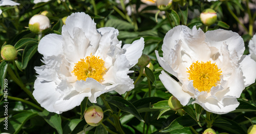 Beautiful white peonies in the garden.