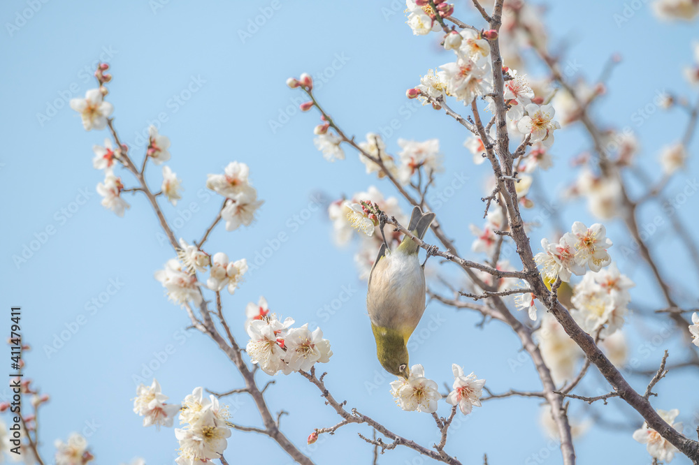 梅 梅の花 めじろ 梅 梅の花 めじろ