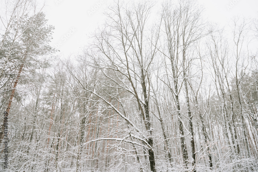 Landscape of a snow-covered forest in a snowfall Landscape of a snow-covered forest in a snowfall