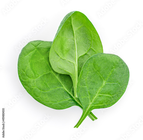 Baby Spinach leaves isolated on white background. Various Spinach Macro. Top view. Flat lay..