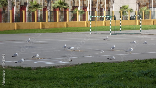 Photography flock of birds on the ground