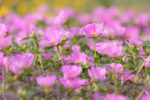 Pink flowers blooming in spring time