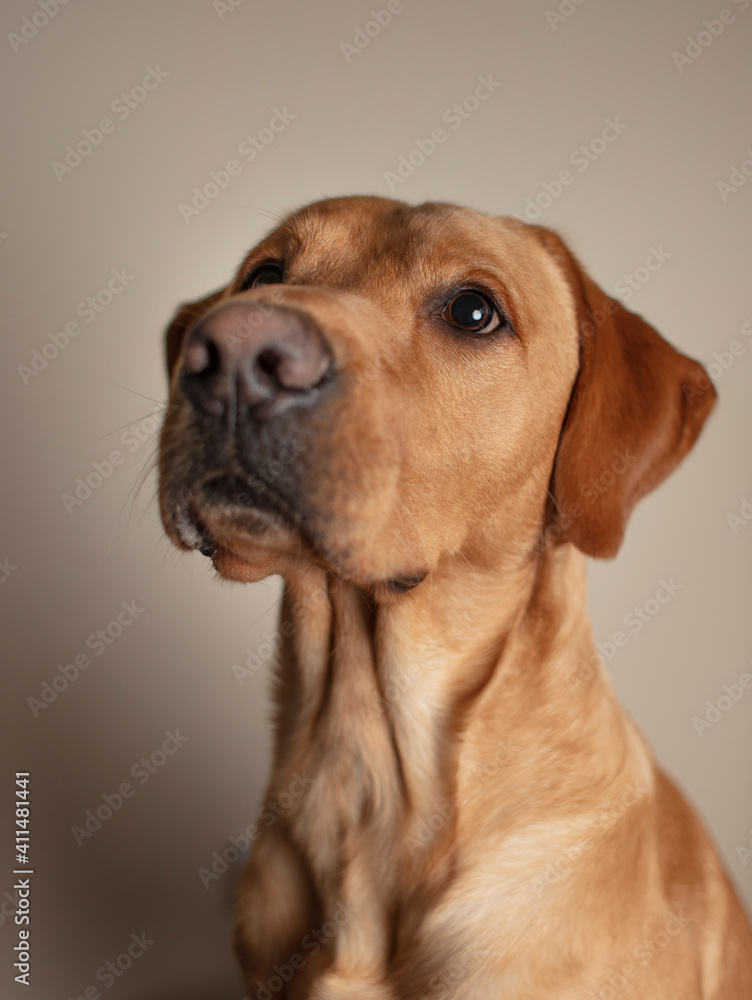 portrait of a labrador retriever portrait of a labrador retriever