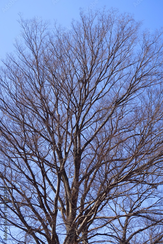 早春の枯れ木の欅と青空 早春の枯れ木の欅と青空