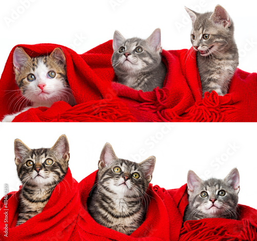 cute kittens with a red scarf - collection
