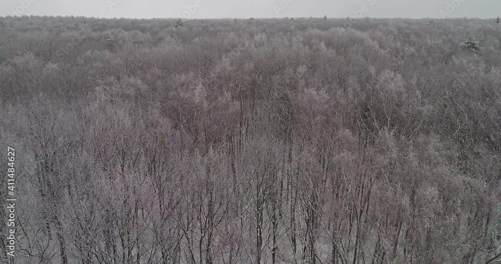 flying over the winter forest flying over the winter forest
