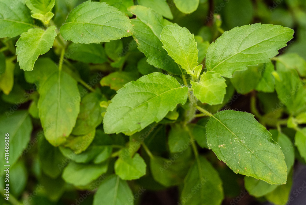 Close up basil leaves , Basil leaves used for Thai food such as stir fried basil with pork Close up basil leaves , Basil leaves used for Thai food such as stir fried basil with pork