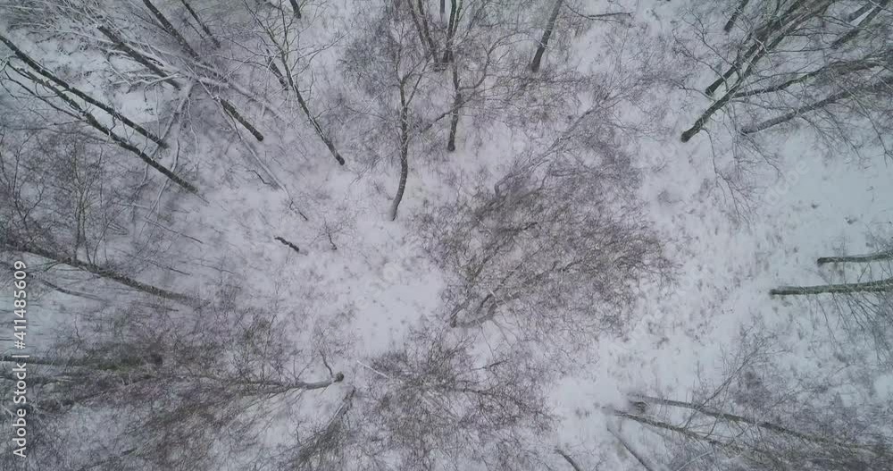 flying over the winter forest flying over the winter forest