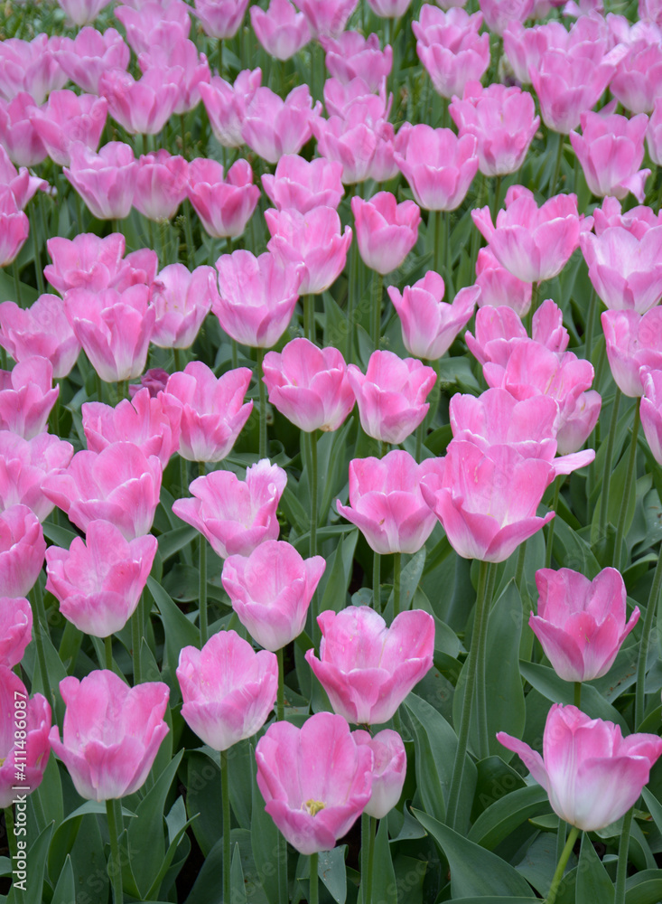 Pink tulips in bloom Pink tulips in bloom