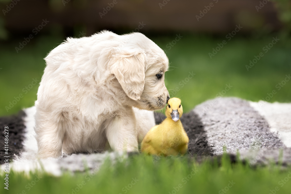 Fototapeta premium golden retriever puppy sniffing a duckling outdoors in summer