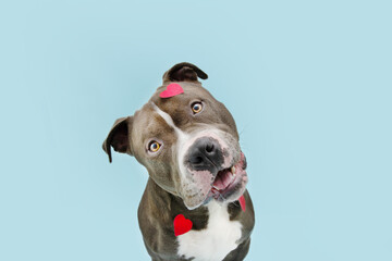 American bully dog love celebrating valentine's day with heart shape stickers. Isolated on blue pastel background.