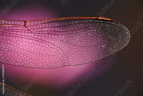 Canvas Print Close-up view wings of the dragonfly