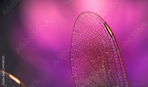 Close-up view wings of the dragonfly photo