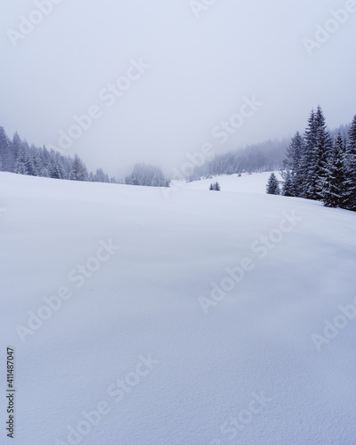 Forest meadow covered in snow - Slovak paradise Slovakia
