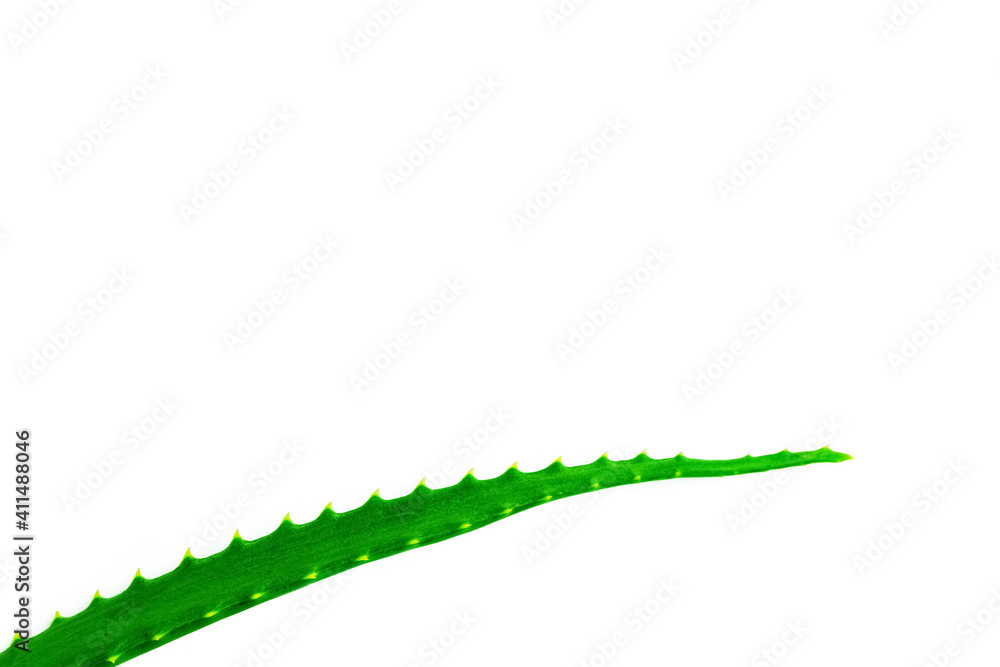 Natural cosmetics, juicy fresh green aloe leaf on white background, cosmetic care, medicinal plants, place for text, copy space Natural cosmetics, juicy fresh green aloe leaf on white background, cosmetic care, medicinal plants, place for text, copy space