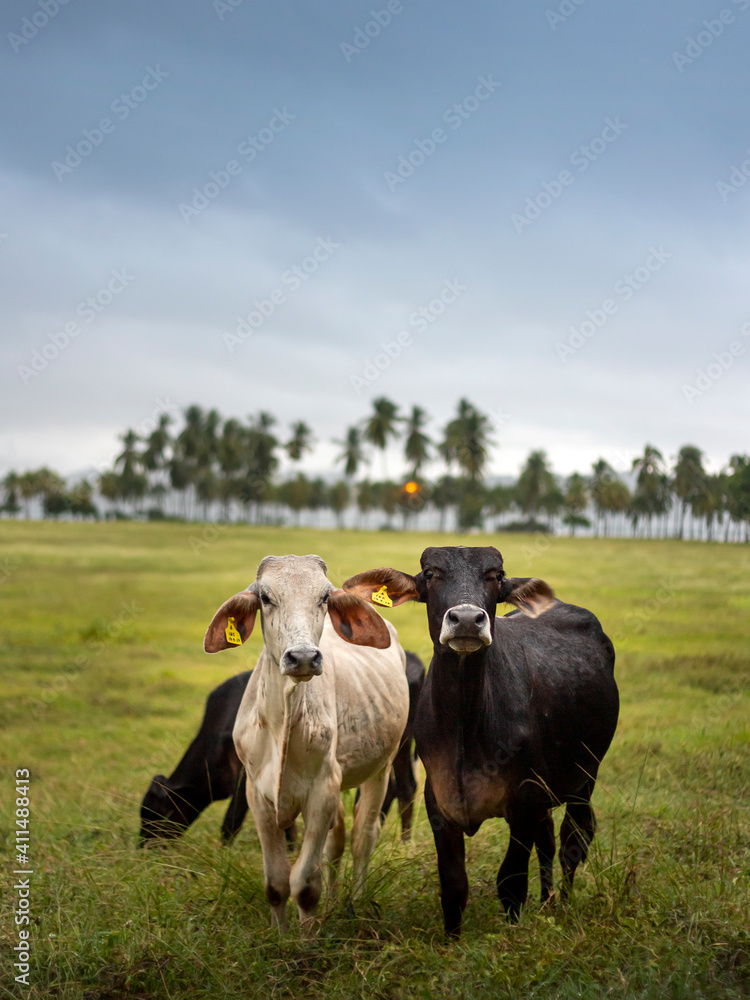 black and white slim cows on green grass in a rainy day black and white slim cows on green grass in a rainy day