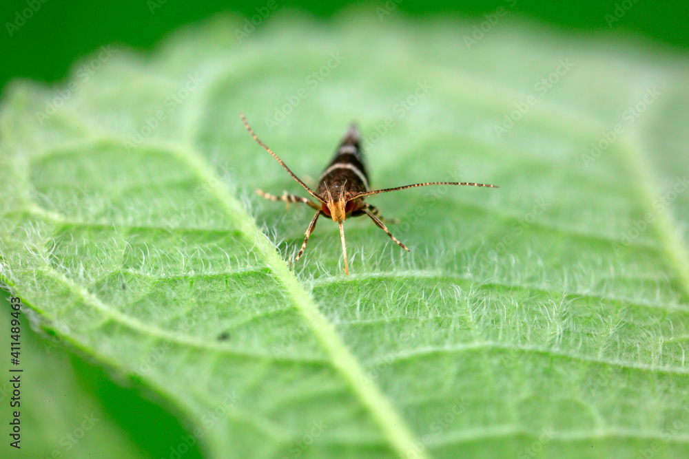 Lepidoptera moths inhabit wild plants in North China Lepidoptera moths inhabit wild plants in North China