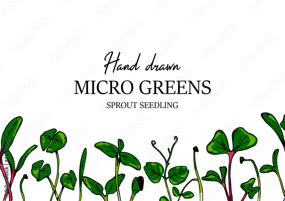 Hand drawn micro greens horizontal design. Healthy vegetarian and vegan food design. Vector illustration in colored sketch style