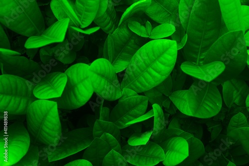 Green leaves pattern background. Natural background and wallpaper for insert object.