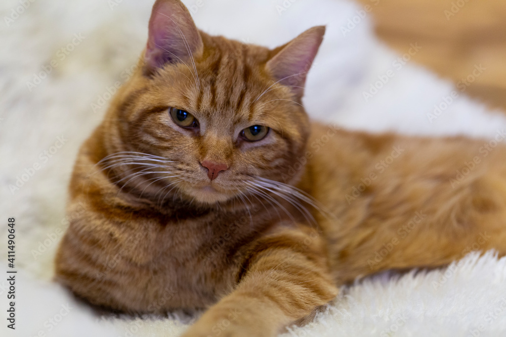 a red tabby cat lies in a white armchair