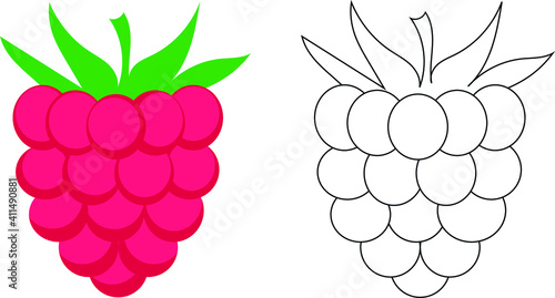 vector raspberry berries. flat illustration of pink raspberry. raspberry outline for a child's outline. dotted line for drawing training.