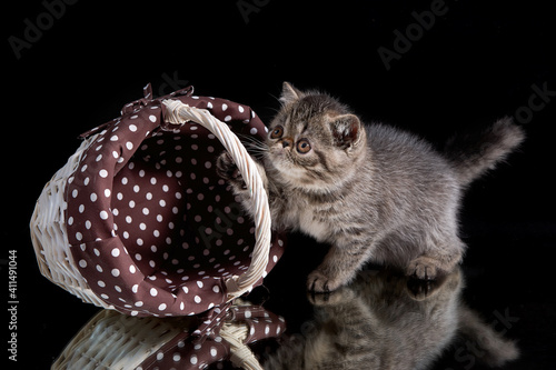 A brown tabby kitten of an exotic shorthair breed stands next to a wicker basket on a dark background