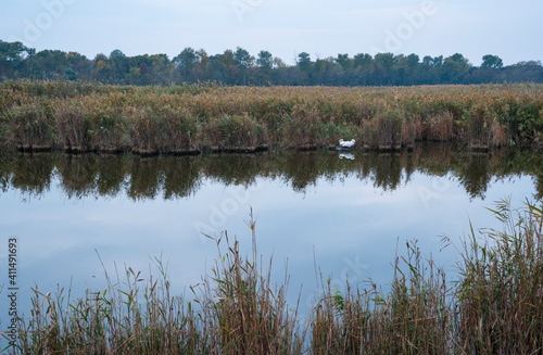 Mute swan (Cygnus olor). Danube Delta, Tulcea County, Romania, Europe