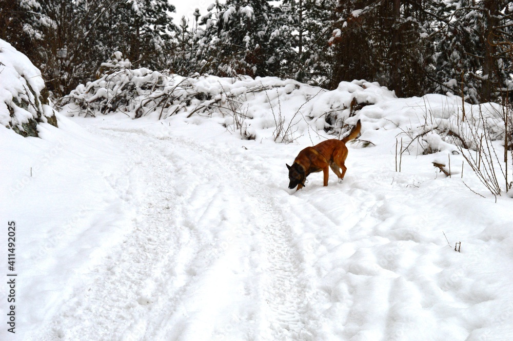 a dog on a mountain in the snow a dog on a mountain in the snow
