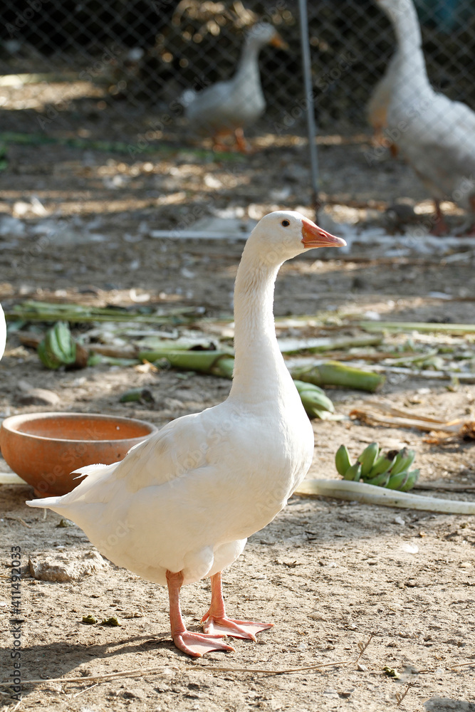 White female goose is stay in garden White female goose is stay in garden
