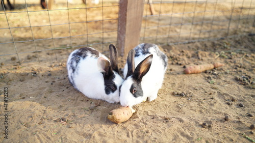 Adorable Two Volcano rabbit eating red carrot in iron fence. Beautiful small little kid of Romerolagus diazi with attractive closeup. photo