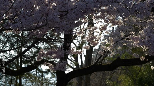 Wallpaper Mural 西日を浴びる夕暮れ時の桜と舞い散る花びらのスローモーション映像 Torontodigital.ca