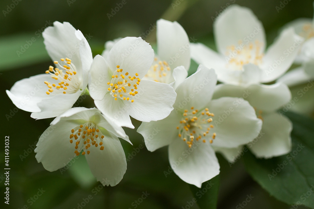delicate wonderful white jasmine flowers