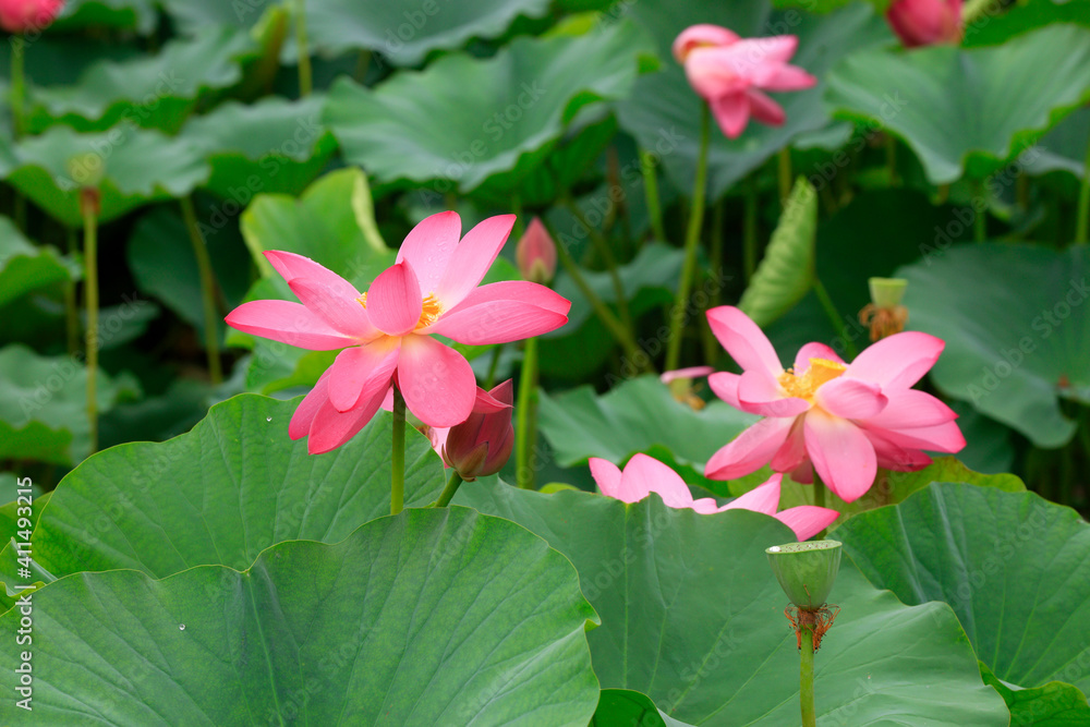 Lotus in full bloom in a pond, North China Lotus in full bloom in a pond, North China