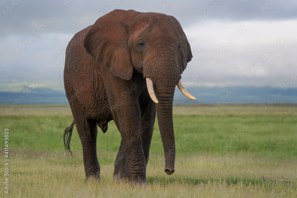 Young African elephant (Loxodonta africana) bull, walking on savanna, looking at camera, Amboseli national park, Kenya.